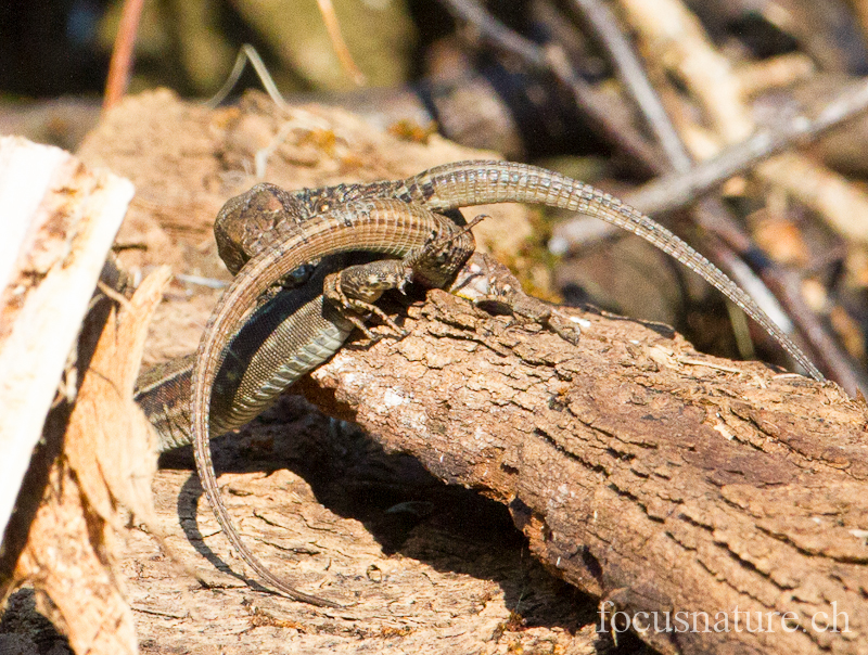 Lezard murailles 2391.jpg - Lézard des murailles  Podarcis muralis (Ermitage, Genève, Suisse, mars 2012) - accouplement